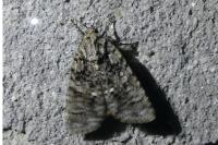 Acronicta rumicis