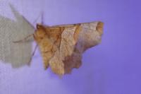 Selenia lunularia