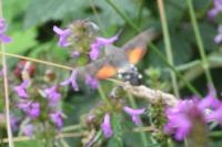 Macroglossum stellatarum