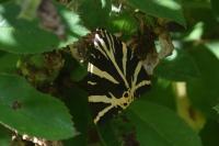 Euplagia quadripunctaria