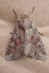 Apamea sordens