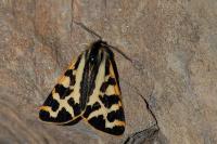 Arctia plantaginis