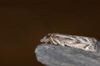 Catoptria muellerrutzi/zermattensis