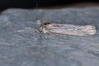 Epischnia ampliatella