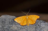 Idaea flaveolaria