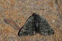 Psodos coracina