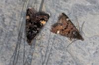 Heliothela wulfeniana