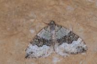 Colostygia aptata