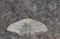 Scopula incanata