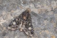 Apamea rubrirena