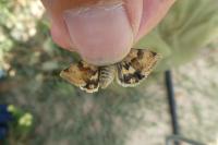 Heliothis viriplaca