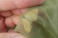 Sitochroa verticalis