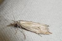 Metacrambus carectellus