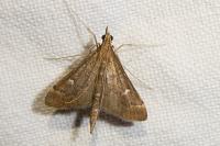 Dolicharthria punctalis