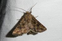 Anarta pugnax