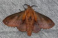 Gastropacha quercifolia