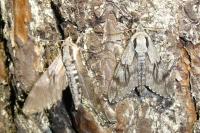 Hyloicus pinastri/maurorum