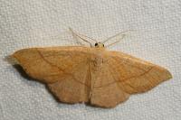 Cyclophora ruficiliaria