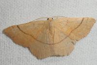 Cyclophora ruficiliaria