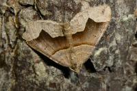 Scotopteryx moeniata