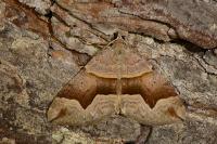 Scotopteryx angularia