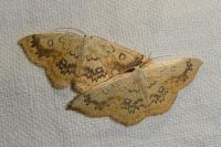 Cyclophora annularia