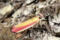 Oncocera semirubella