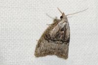 Meganola togatulalis