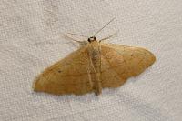Idaea aversata