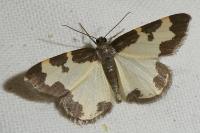 Lomaspilis marginata