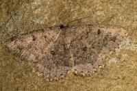 Charissa obscurata obscurata