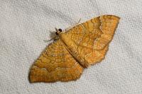 Camptogramma bilineata