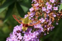 Hemaris fuciformis