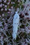 Myelois circumvoluta