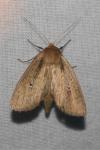 Archanara dissoluta