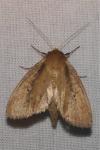 Archanara dissoluta