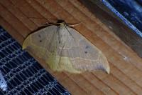 Watsonalla binaria
