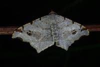 Macaria alternata