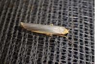 Eilema caniola