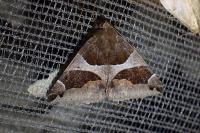 Dysgonia algira