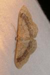 Idaea aversata