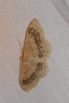 Idaea aversata