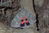 Catocala nupta