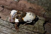 Acontia lucida
