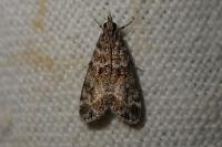 Eudonia mercurella