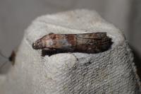 Phycita roborella