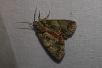 Polyphaenis sericata