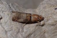 Acrobasis repandana