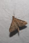 Dolicharthria punctalis