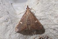Dolicharthria punctalis